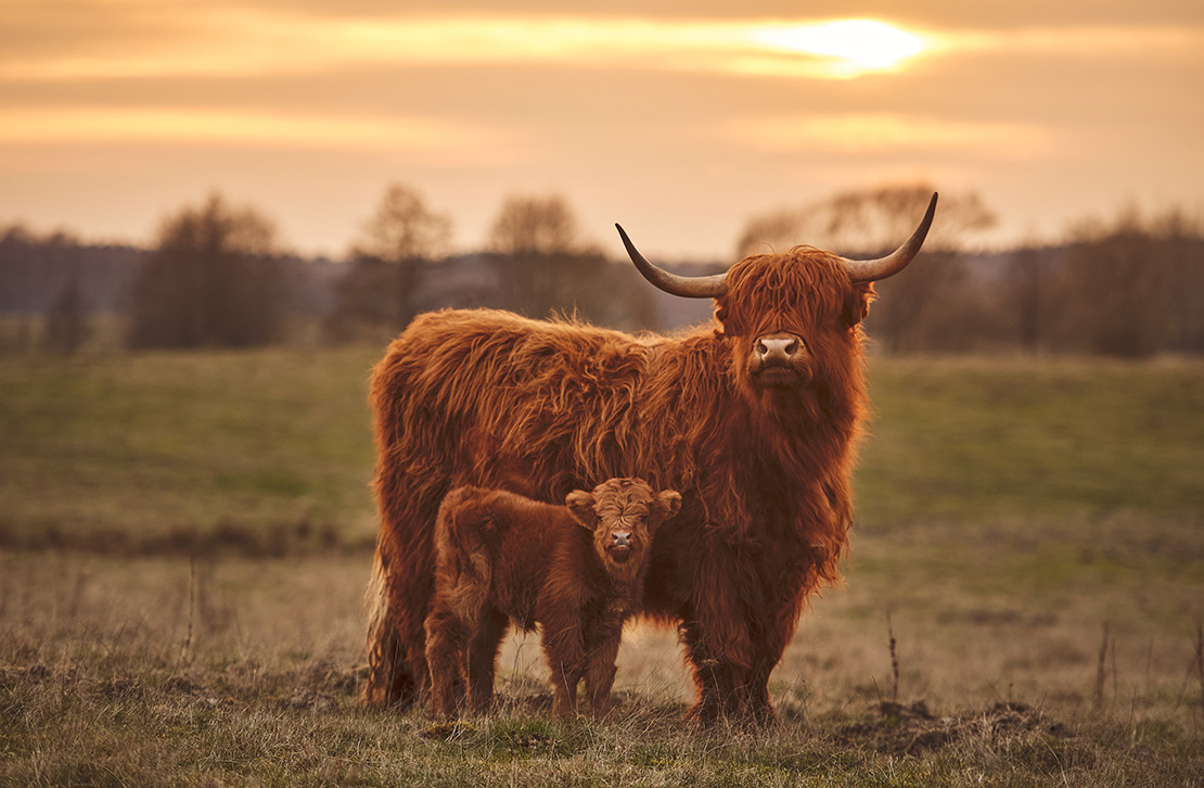 <ul><li><p>Highland Cow - Even temper, few stress problems</p></li><li><p>Large white - Good quality bacon</p></li><li><p>Merino - Good quality wool</p></li></ul><p></p>