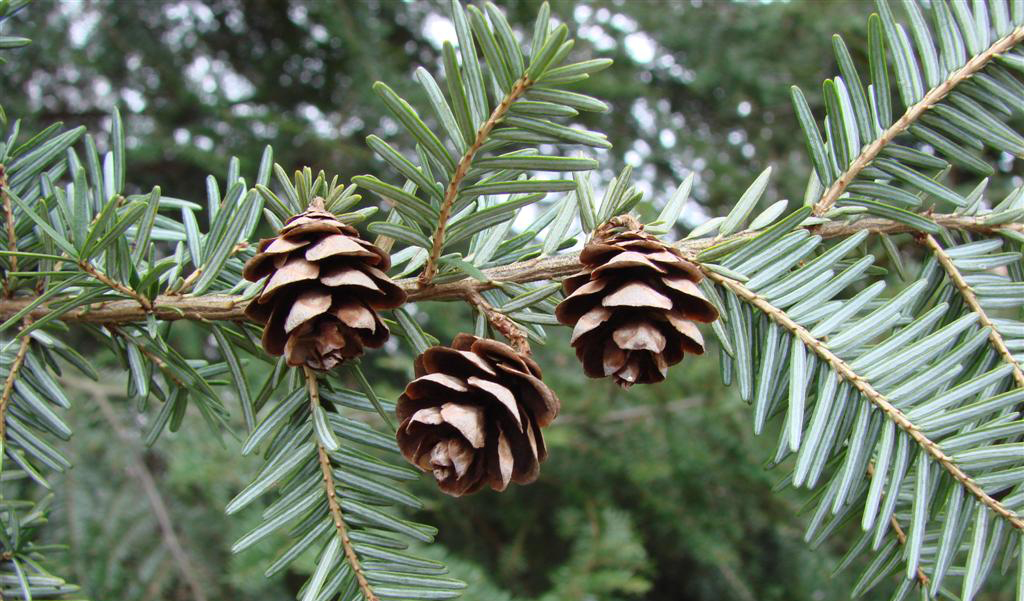 <p>Eastern hemlock</p>