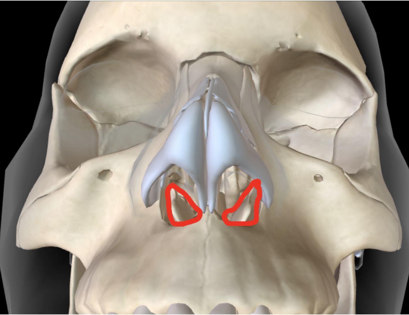 <p>Which bones are these?</p>