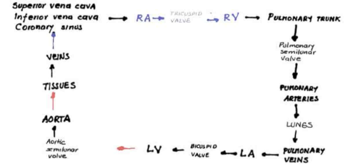 <p>Superior/Inferior Vena Cava —&gt; Right Atrium —&gt; Tricuspid valve —&gt; Right Ventricle —&gt; Pulmonary Trunk —&gt; Pulmonary Semiulnar Valve —&gt; Pulmonary Arteries —&gt; Lungs —&gt; Pulmonary Veins —&gt; Left Atrium —&gt; Bicuspid Valve —&gt; Left Ventricle —&gt; Aortic Semiulnar Valve —&gt; Aorta —&gt; Tissues —&gt; Veins —&gt; Coronary Sinus</p>