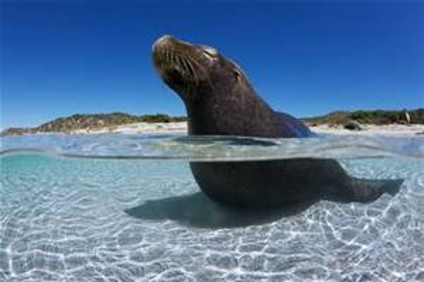 <p>Shallow (adj) /ˈʃæləʊ/</p>