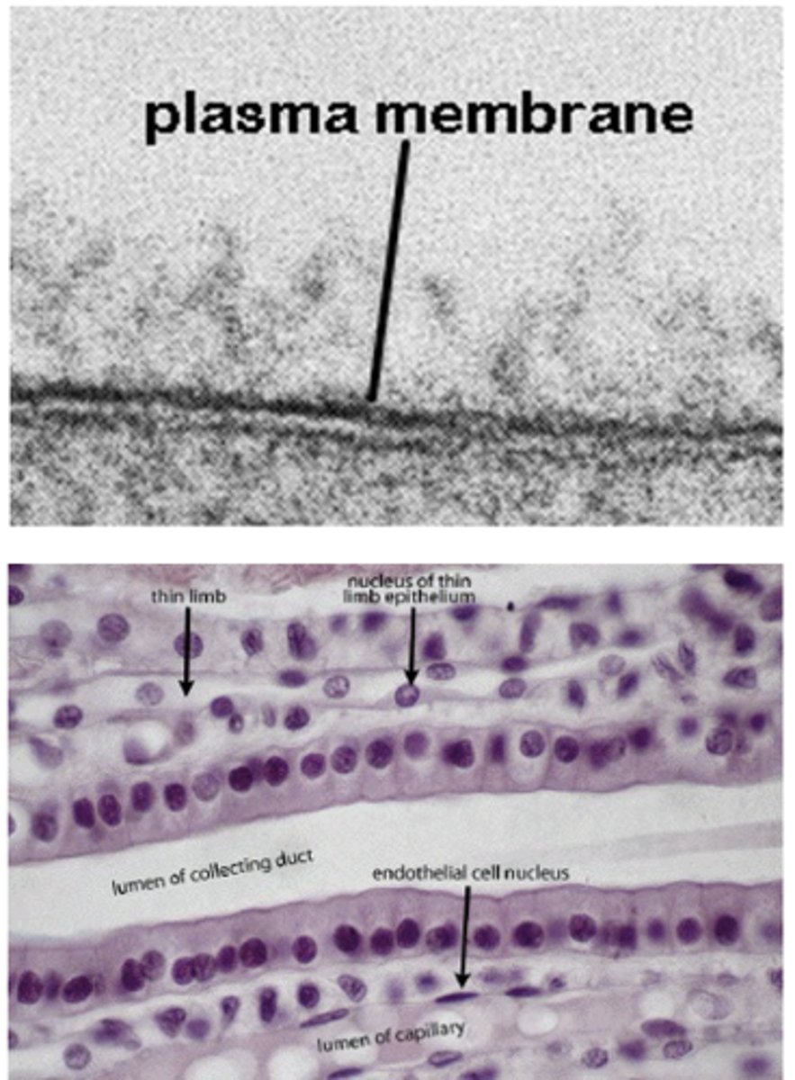 <p>What is the trilaminar structure of the plasma membrane?</p>