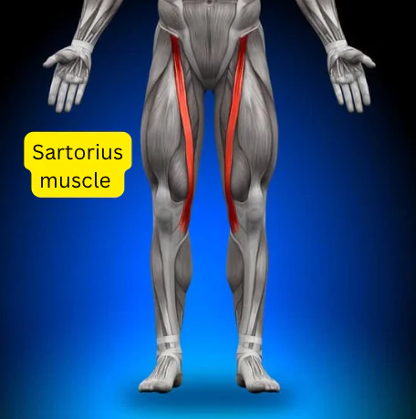 <p>A muscle that flexes and laterally rotates the thigh and flexes the leg, running diagonally across the front of the thigh.</p>