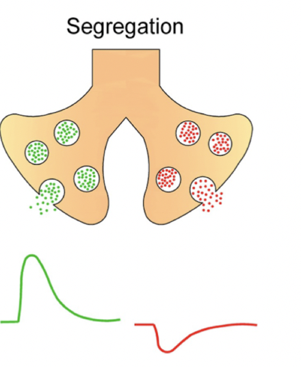 same axon with 2 terminals; 1 presynaptic terminal ONLY relates ONE NT, and the other releases another