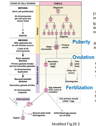 <p>The production of oocytes.</p><p>During fetal life, the germ cells go through mitosis multiple times to form oogonia → before the girl is born, meiosis I will occur to duplicate the DNA → birth → 1-2 million primary oocytes with sister chromatids → until puberty, these oocytes naturally die, leaving 300,000 of them at puberty → After puberty, one one primary oocyte goes to finish meiosis I and go through meiosis II, making it the secondary oocyte. This happens every 28 days. → Secondary oocyte is released during ovulation. </p><p>If the secondary oocyte gets fertilized, it will go through meiosis II. If not fertilized, it will die. </p>