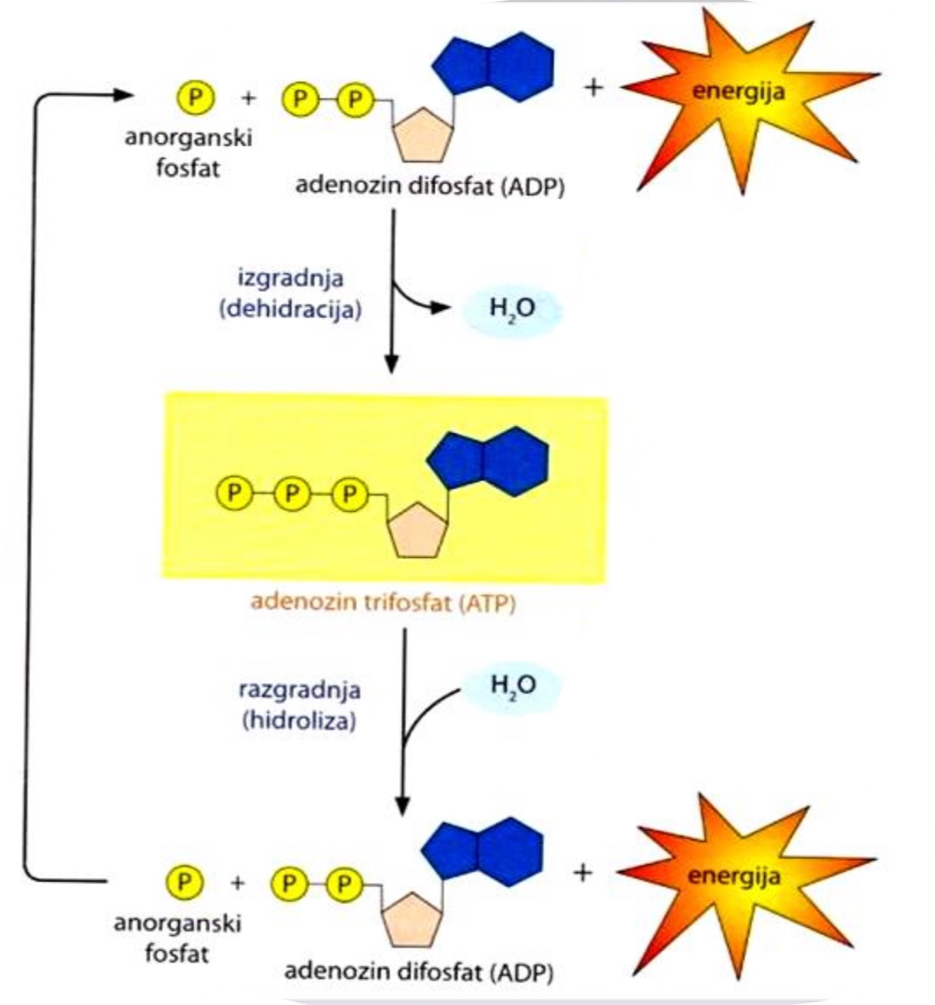 <p>ATP nastane s fosforilacijo (vezave fosfatne skupine) na molekulo ADP. Pri tem se porablja energija in odcepi ena molekula vode.</p><p>Defosforilacija je obraten proces fosforilacije.</p>