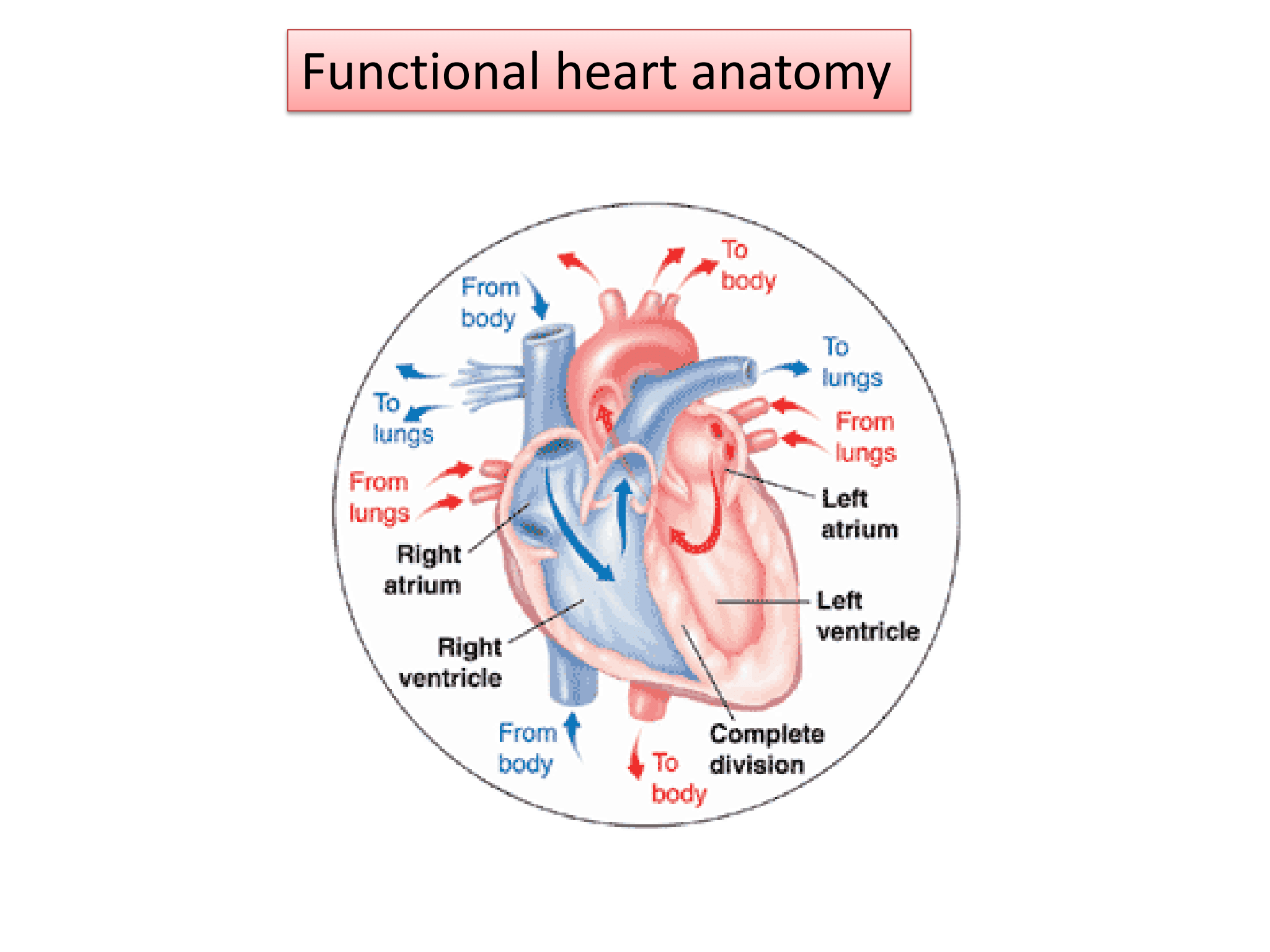 <ul><li><p><u>Pumps blood filled with oxygen and nutrients through the blood vessels to body tissues</u>.</p></li><li><p>Made up of:</p></li></ul><p>- <strong>4 chambers (2 atria and 2 ventricles)</strong> that <u>receive</u> blue (<u>deoxygenated) blood from the body</u> and <u>pump out red (oxygen-rich) blood back to it</u>:</p><p>The <mark data-color="green"><strong><em>atria</em></strong></mark> <u>receive blood coming back to the heart</u>.</p><p>The <mark data-color="green"><strong><em>ventricles</em></strong></mark> pump the <u>blood out of the heart</u>.</p><p>- <mark data-color="green"><strong><em>Blood vessels</em></strong></mark>, which include a <u>network of arteries and veins</u> that carry blood throughout the body: <mark data-color="green"><strong><em>Arteries</em></strong></mark> transport blood from the heart to the body tissues.</p><p><mark data-color="green"><strong><em>Veins</em></strong></mark> carry <u>blood back to the heart</u>.</p><p>- <mark data-color="green"><strong>4 valves</strong></mark> to <u>prevent backward flow</u> of blood: Each valve is designed to allow the forward flow of blood and prevent backward flow</p>