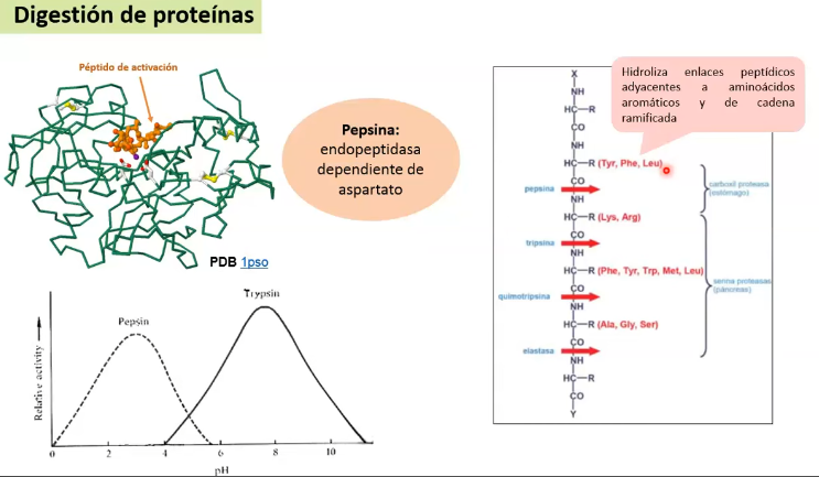 <p>En enlaces peptídicos internos, es una ENDOPEPTIDASA que hidroliza enlaces adyacentes a AA AROMATICOS y de CADENA RAMIFICADA.</p><p>Genera oligopéptidos</p><p>NO es necesaria para la completa digestion de las proteínas</p><p></p><p>Una vez que la pepsina llega al estómago, induce la secreción pancreática (rica en bicarbonato alcalinizando el contenido ácido del estómago, y proteasas)</p>