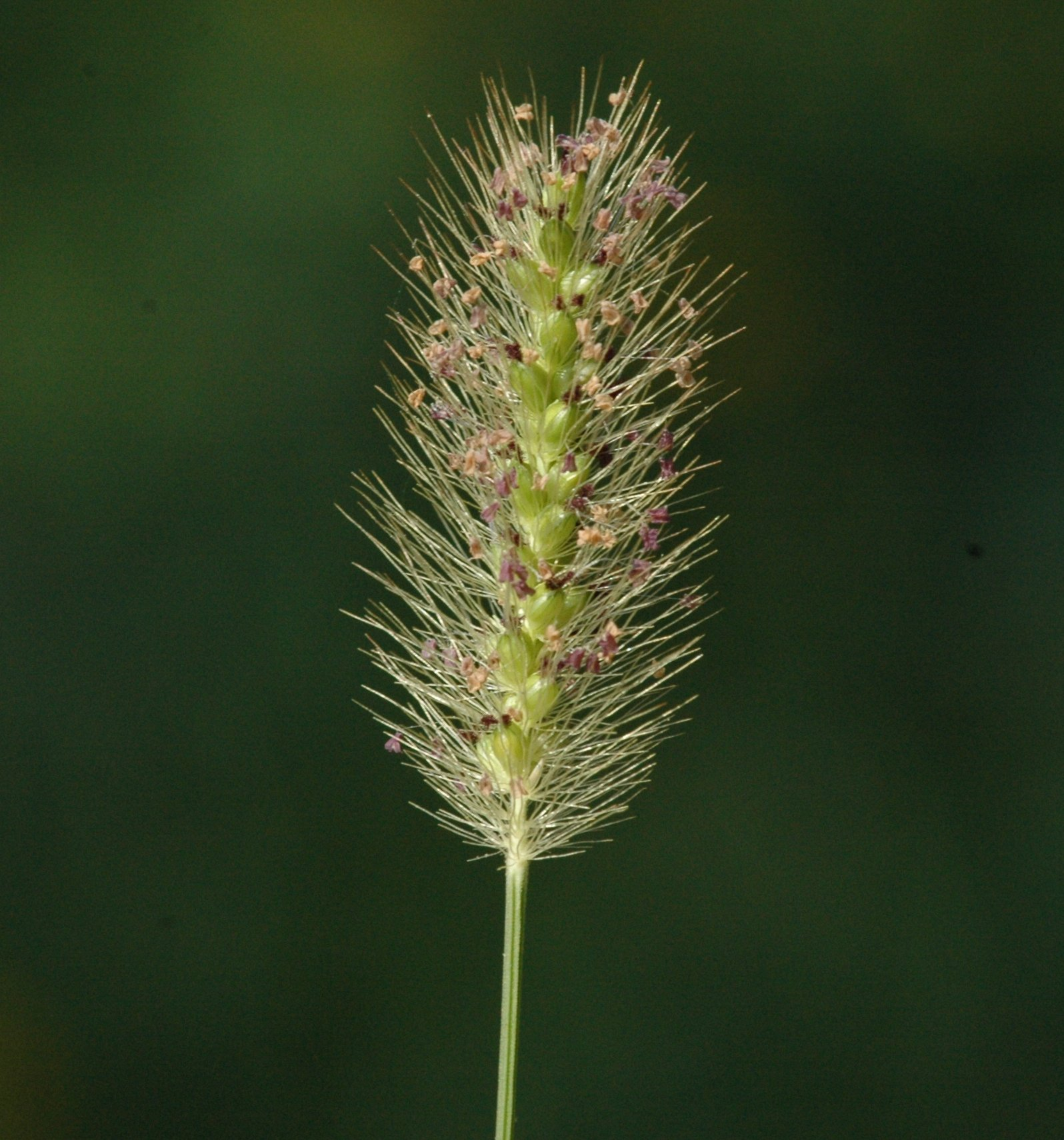 Knotroot bristlegrass