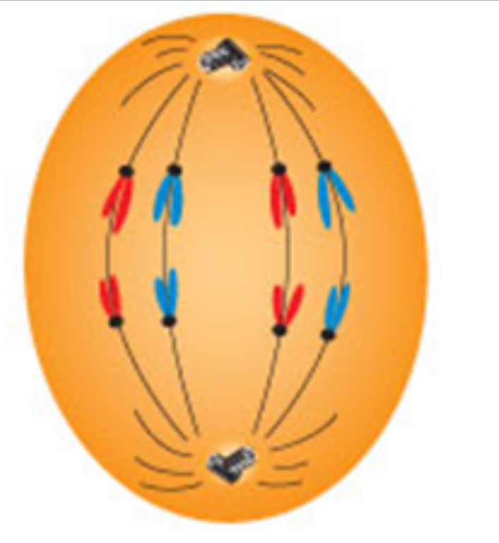 <p>Early anaphase</p>