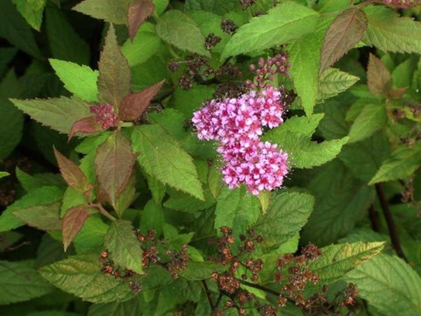 <p>Spirea</p>