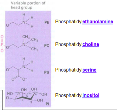 <ul><li><p>phosphatidyl-:</p><ul><li><p>ethanolamine</p></li><li><p>choline</p></li><li><p>serine</p></li><li><p>inositol</p></li></ul></li></ul><p></p>