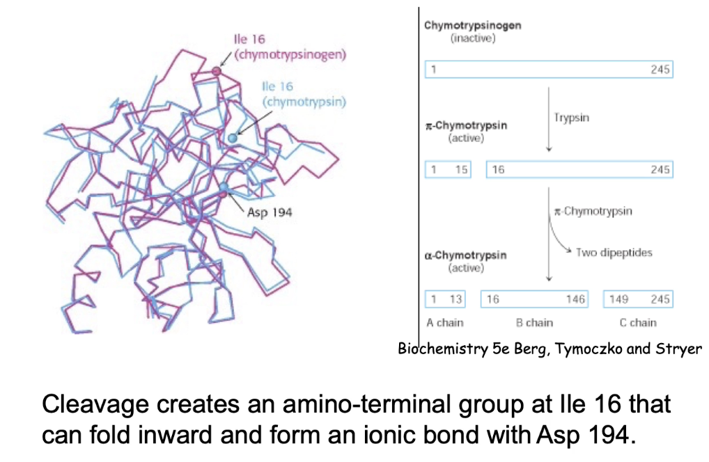 <ul><li><p class="">Starts as <strong>inactive chymotrypsinogen - </strong>can be safely transported through cells</p></li><li><p class="">Activated by <strong>two cleavage events</strong>:</p><ol><li><p class="">Trypsin cleaves between AA 15–16.</p></li><li><p class="">Another enzyme cuts two more sites, releasing two dipeptides → forms <strong>A, B, and C chains</strong></p></li></ol></li></ul><p></p>