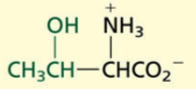 <p>POLAR→ non-charged</p><p>Hydroxyl Containing</p>