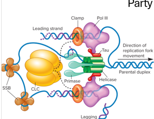 <ul><li><p>helicase - unwinds</p></li><li><p>primase - primes, synthesizes a complementary RNA primer</p></li><li><p>DNA polymerase adds nucleotides with help from primase</p></li><li><p>tau connects DNA polymerase 3 to primosome (heliase + primase_</p></li><li><p>clamp - stabilized pol 3</p></li><li><p>SSB - single strand binding proteins stabilizie strands</p></li><li><p>topoisomerase - relieves supercoiling</p></li></ul><p></p>