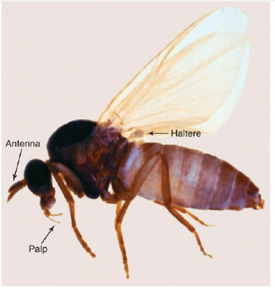 <p>Name this Fly</p>