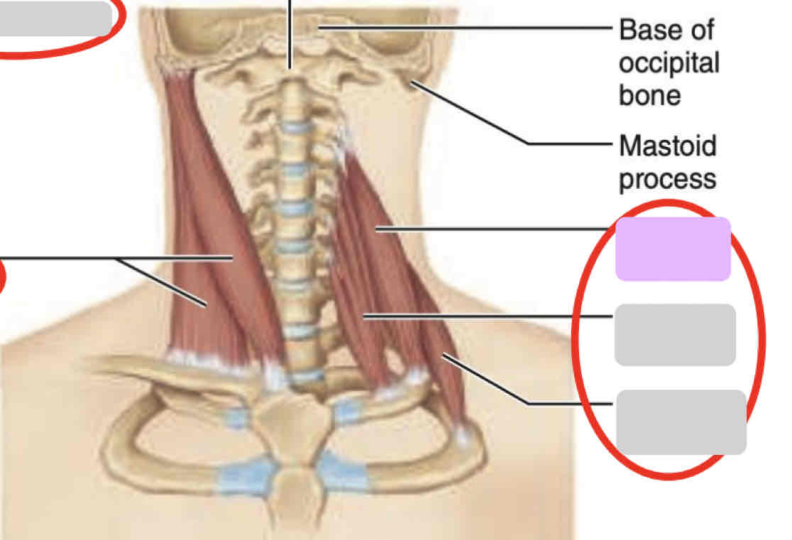 <p><span>Anterior neck (isolated)</span></p>