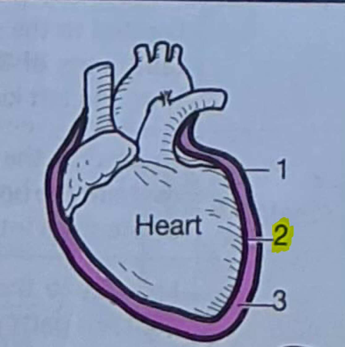 <p>Innermost layer of serous membrane around heart (layer in contact w/ heart)</p>