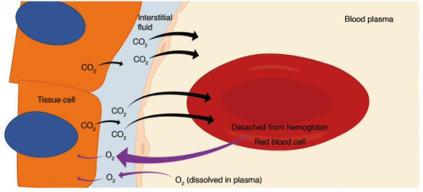 <p>internal respiration</p>