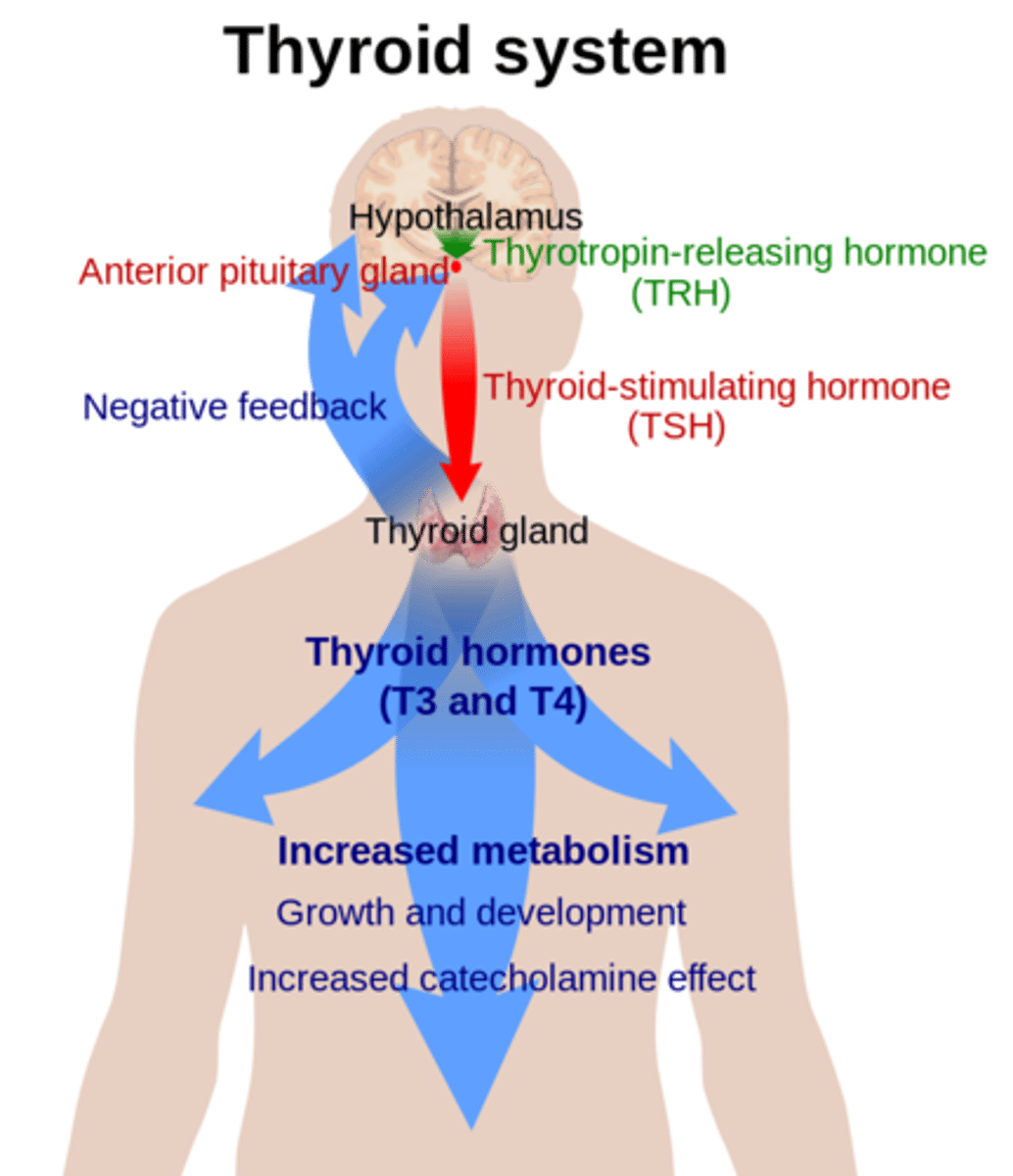 <p>T3, T4, and calcitonin</p>