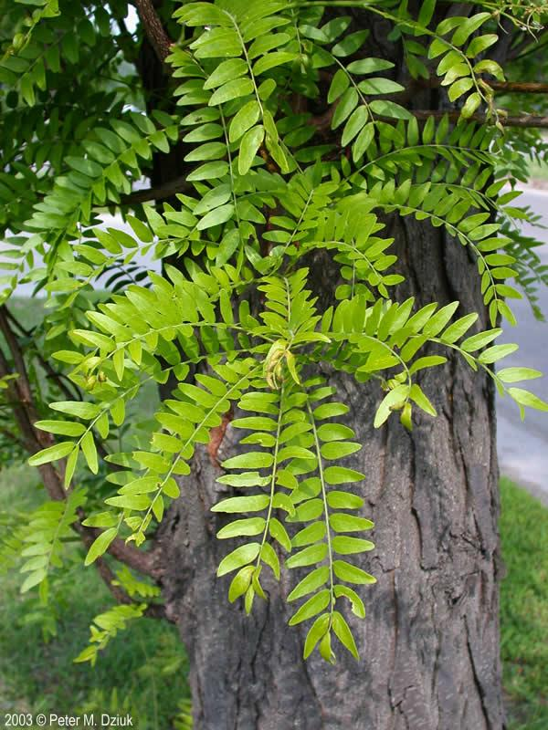 <p><em>Gleditsia triacanthos </em>var. <em>inermis</em></p>