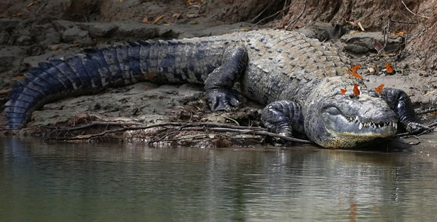 *Crocodylus moreletii*