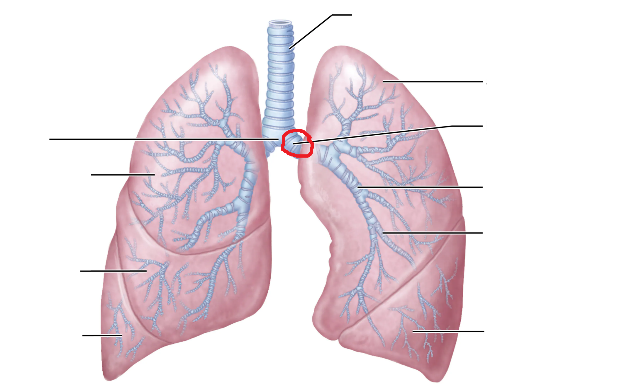 <p>What is the area marked in red?</p>