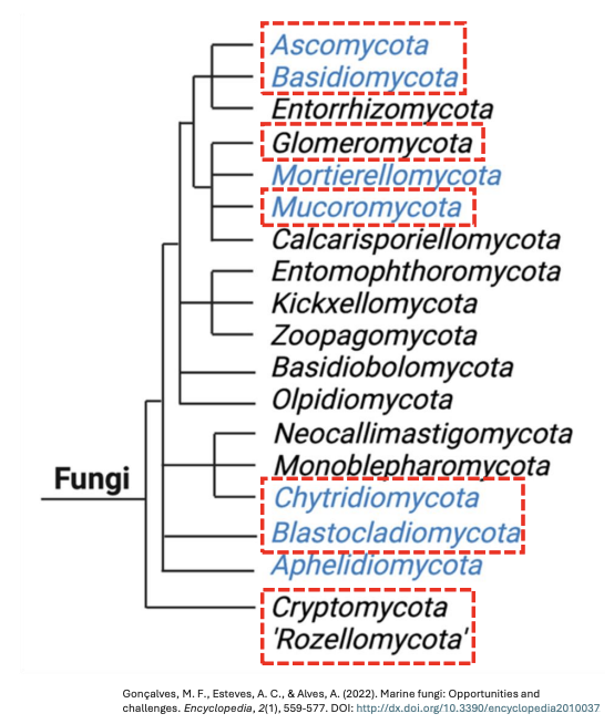 <p><strong>Majority of all fungi</strong> can be grouped into <strong>several _ </strong>which keep changing over time</p>