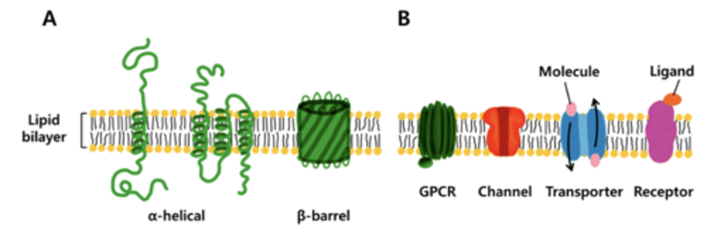 <p>- form α- helices leading to the formation of channels</p><p>- cell's cytoskeleton attaches to the cell membrane via the membrane proteins to give the cell a more defined shape.</p><p>- Problems with the proteins leads to disruption of the cytoskeleton and cell shape.</p>