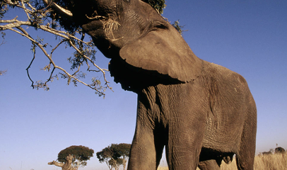 <p>African savanna elephant</p>