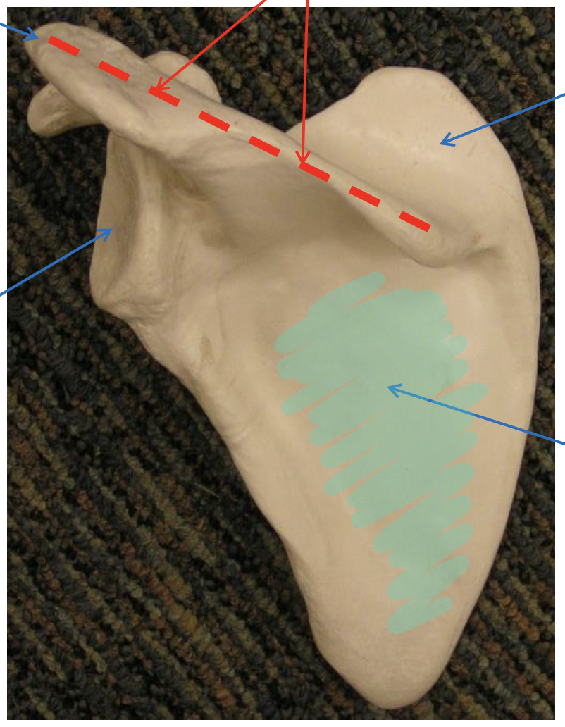 <p>Name the highlighted region.</p>