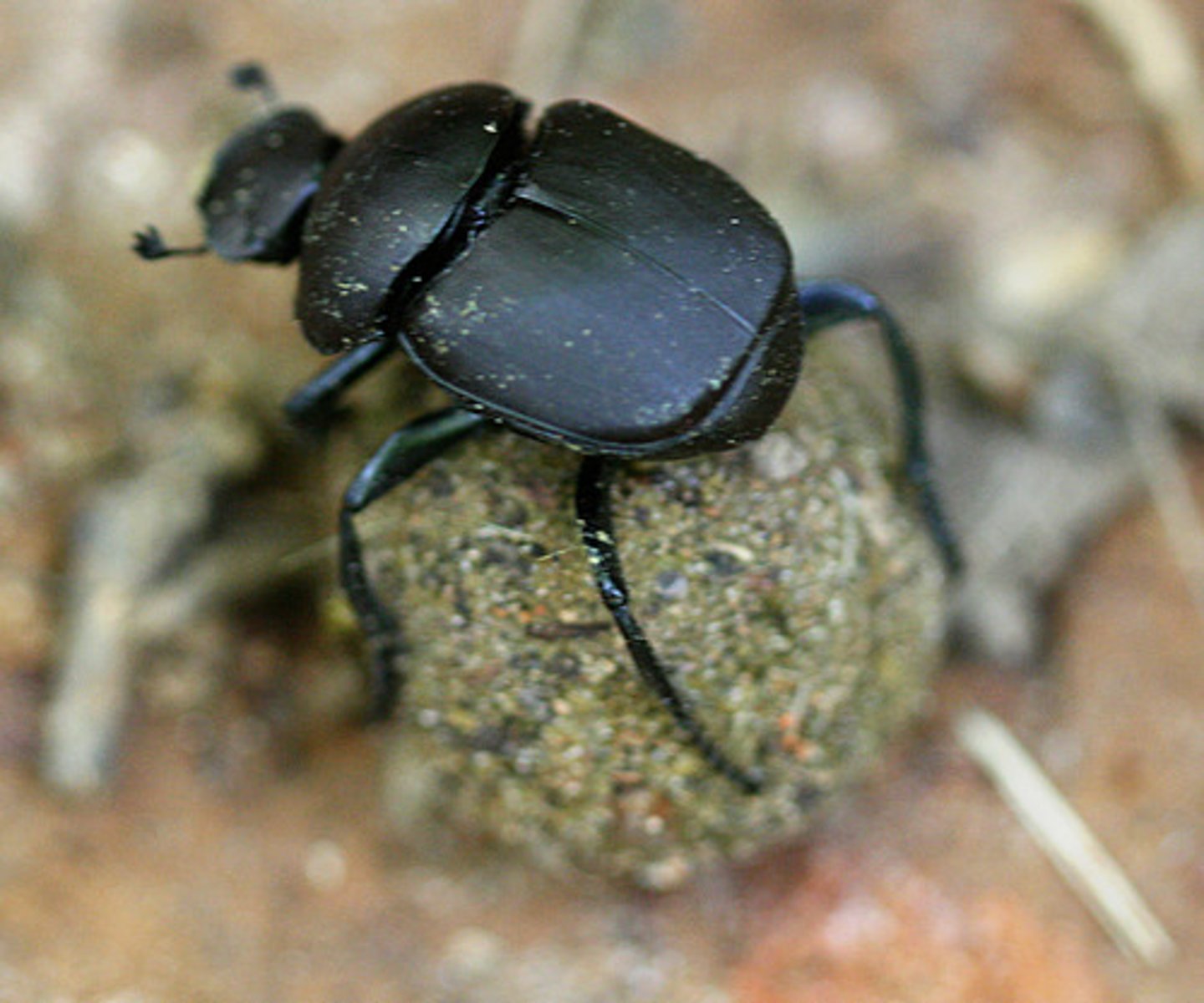 <p>(Family Scarabaeidae): Adults eat soft dung</p><p>rollers &amp; tunnelers &amp; dwellers</p><p>Dung as provision for: developing larvae</p><p>- Recyclers of animal dung</p><p>- associated with Re, supreme being and sun god in Egyptian culture</p>