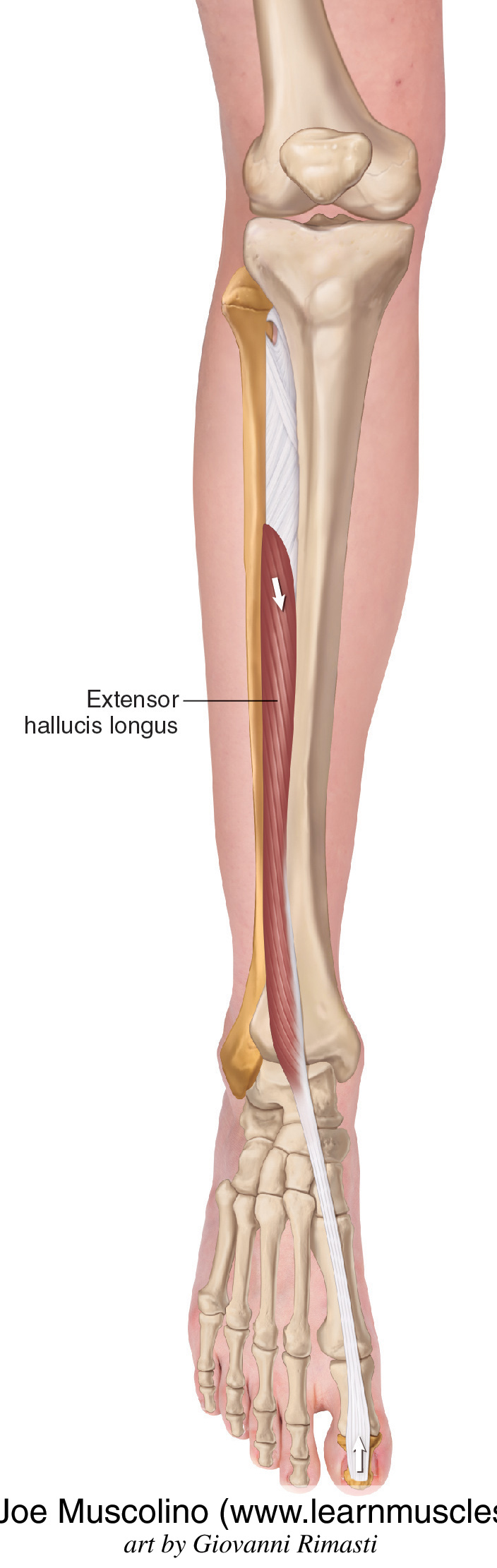 <p>Ankle, Foot, &amp; Toes Muscle Location:</p>