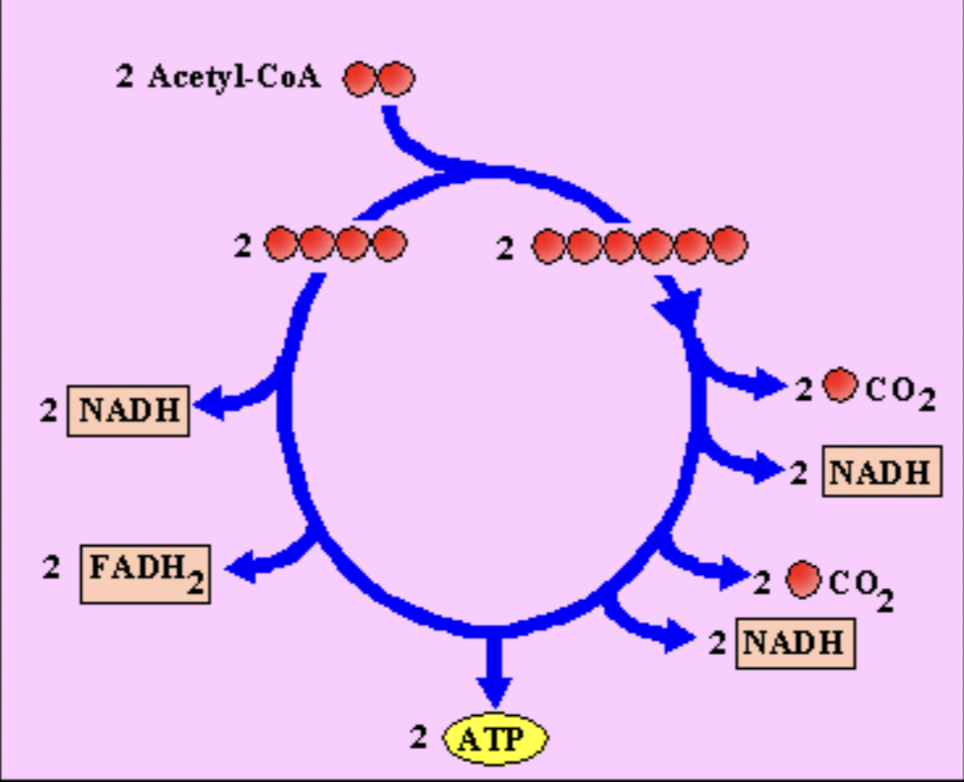 <p>Acetyl-CoA (2C) bonds with oxaloacetate (4C) to form citric acid (6C). </p>