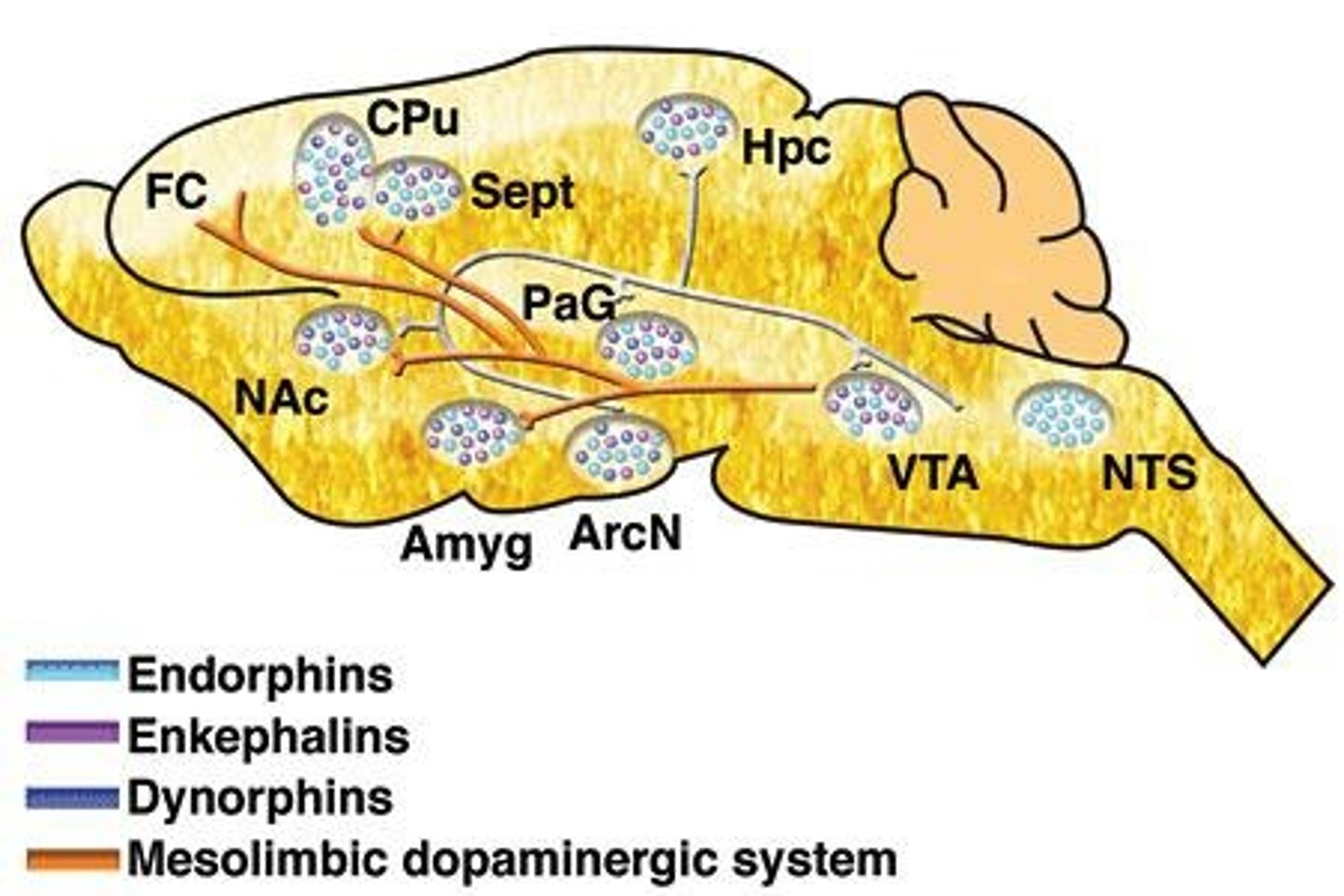 <p>Brain region involved in reward and addiction.</p>