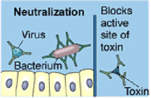 <p>Antibodies bind to viruses, toxins or bacteria and block their ability to bind to host cells </p><p>This neutralises toxins by blocking their active site </p><p>IgG</p>