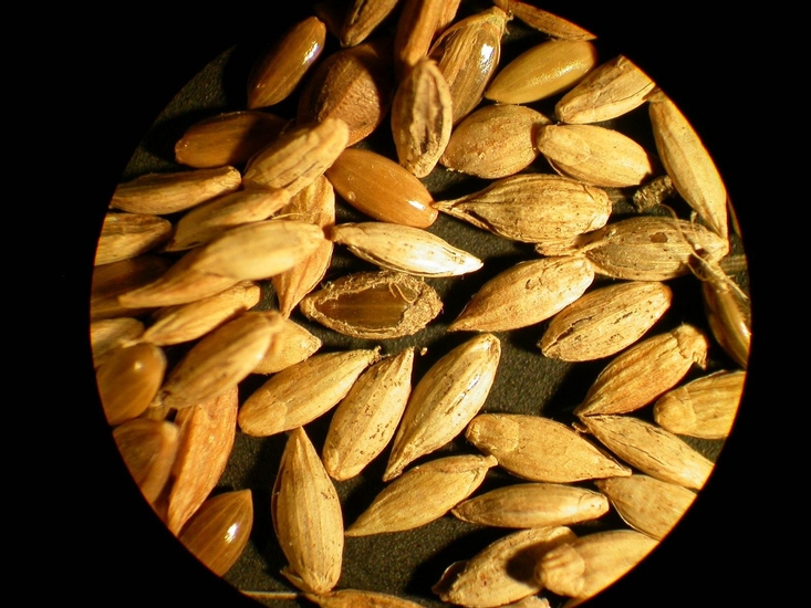 Panicum dichotomiflorum
