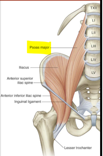 <p>Psoas Major</p>