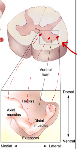 <p>The Ventral Horn of the Spinal Cord contains what type of representation</p>