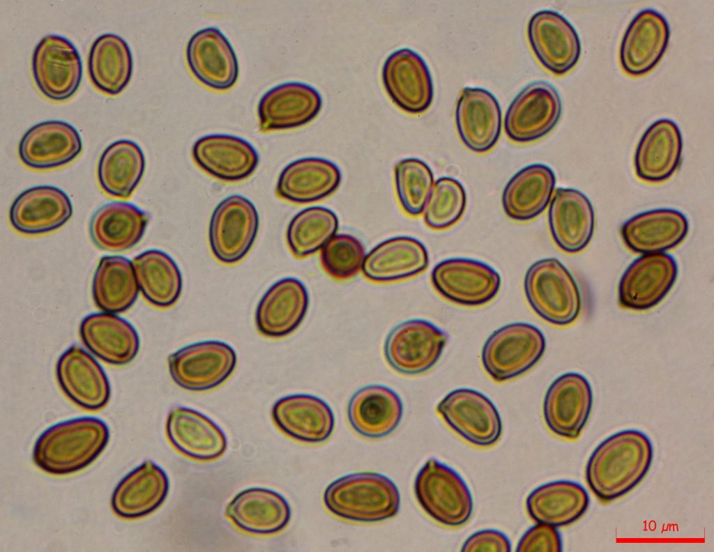 <p><strong>Çoğalmak</strong></p>