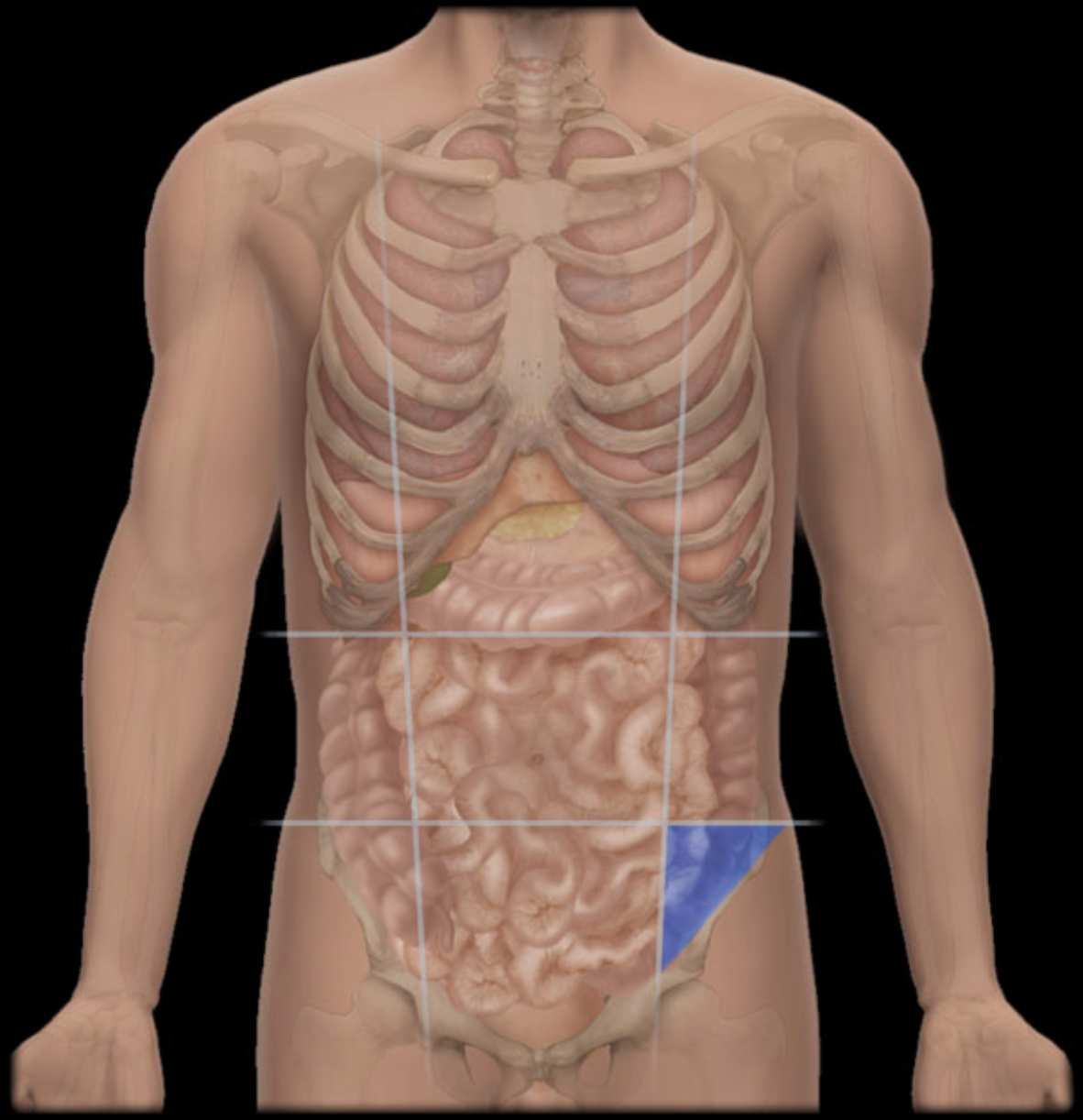 <p>Name the abdominal region shown.</p>