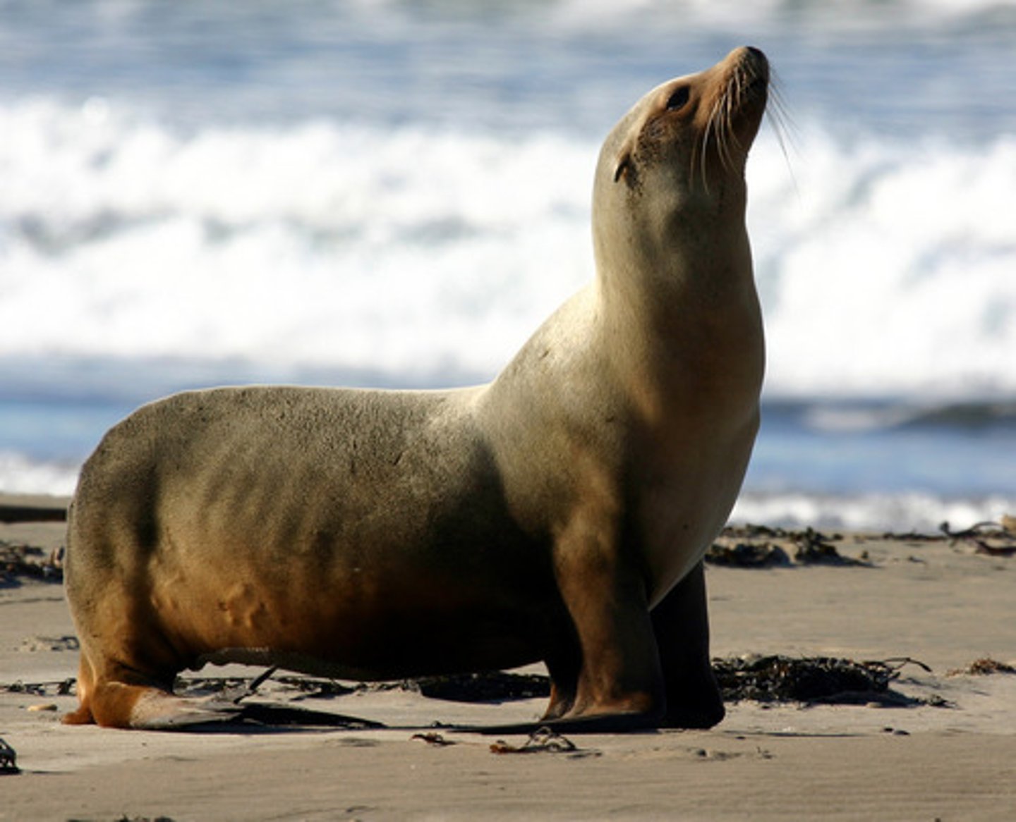<p>California sea lion</p>