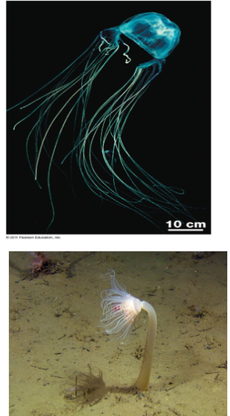 <p>jellyfish and anemones - diploblastic, specialized tissues in two levels, radial symmetry, incomplete digestive tract,&nbsp;complex life cycle</p>