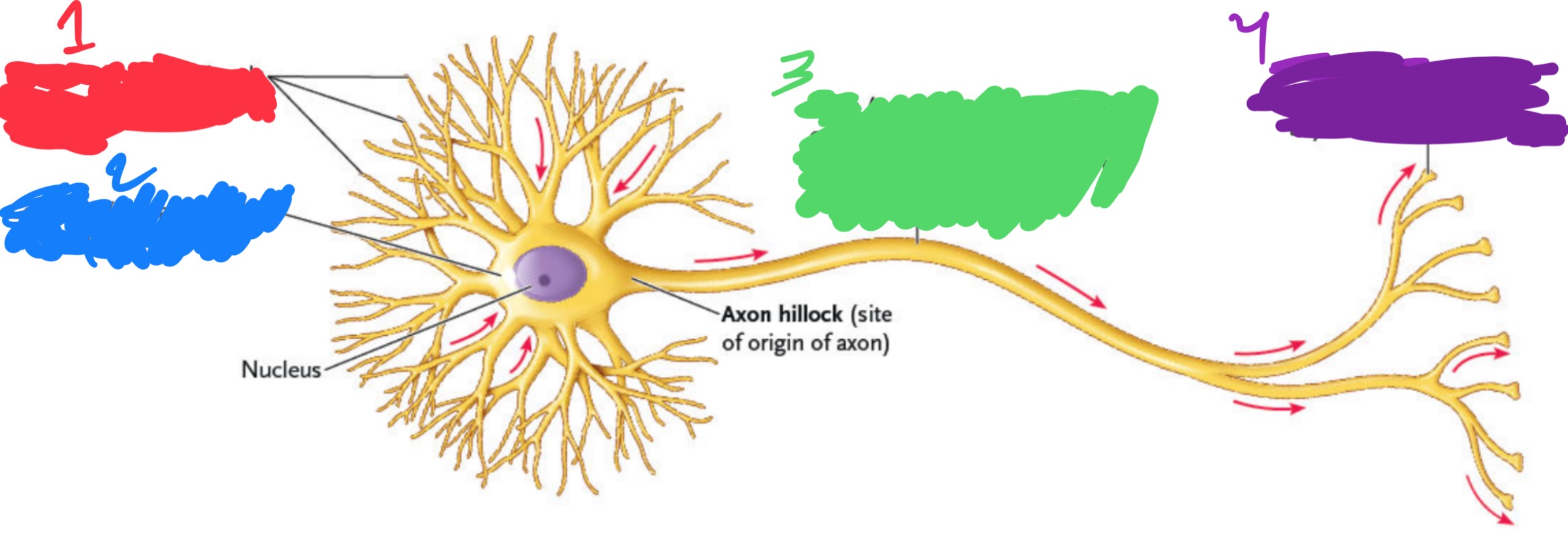 <ol start="3"><li><p>Axon</p></li></ol><p>Conducts sig____ aw___ from cell body to another neu____ or an effe____</p>