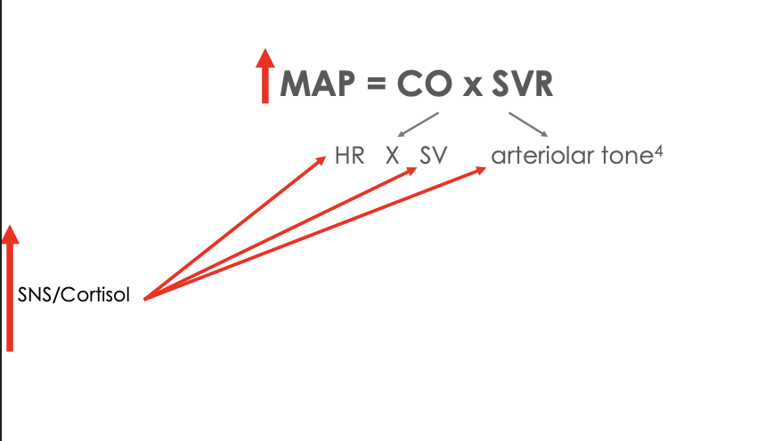<p><span style="background-color: transparent;"><span>Increased cortisol = increased sympathetic output = increased hr, sv, and arteriolar tone = map increases</span></span></p>
