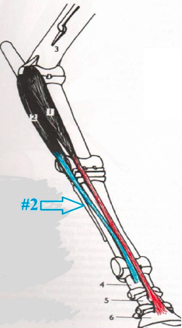 <p>What is this muscle? What joints does it move? Where does it originate and insert? (2)</p>