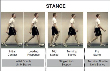 <p>Stance period</p>