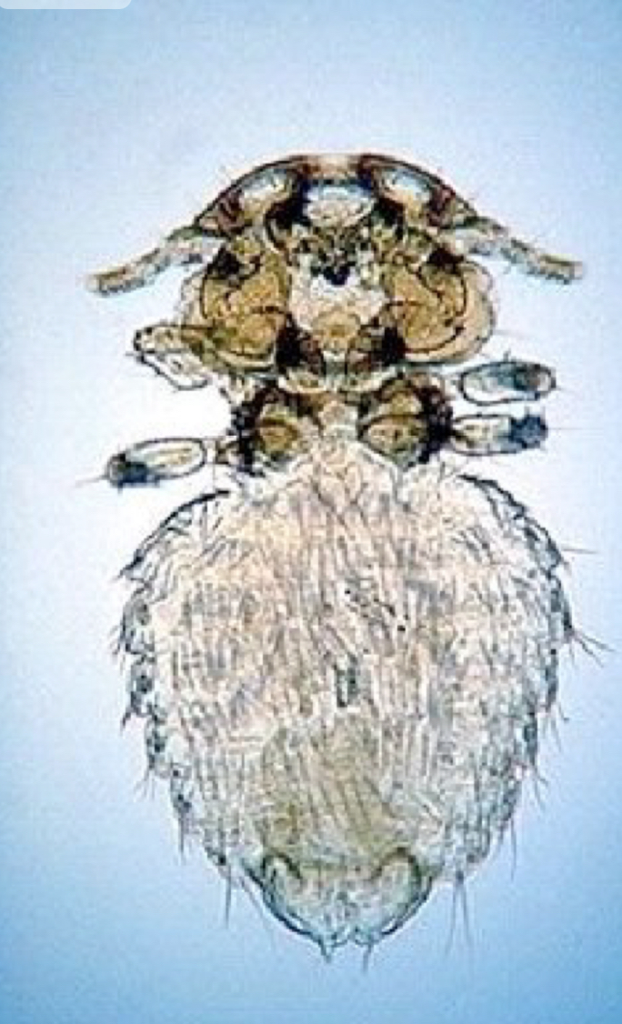 term image