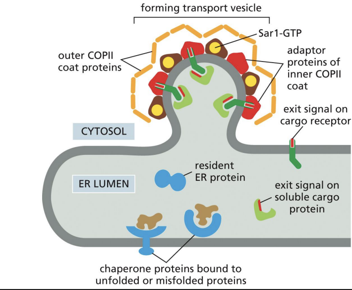 <p>Exit signals are unknown.</p><p></p><p>Some cargo receptors bind the sugars on cargo proteins to recruit into COPII vesicle</p>