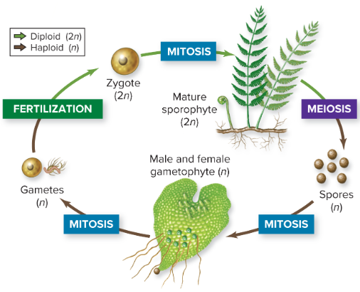 <p>What is alternation of generations? (draw ts for saq)</p>
